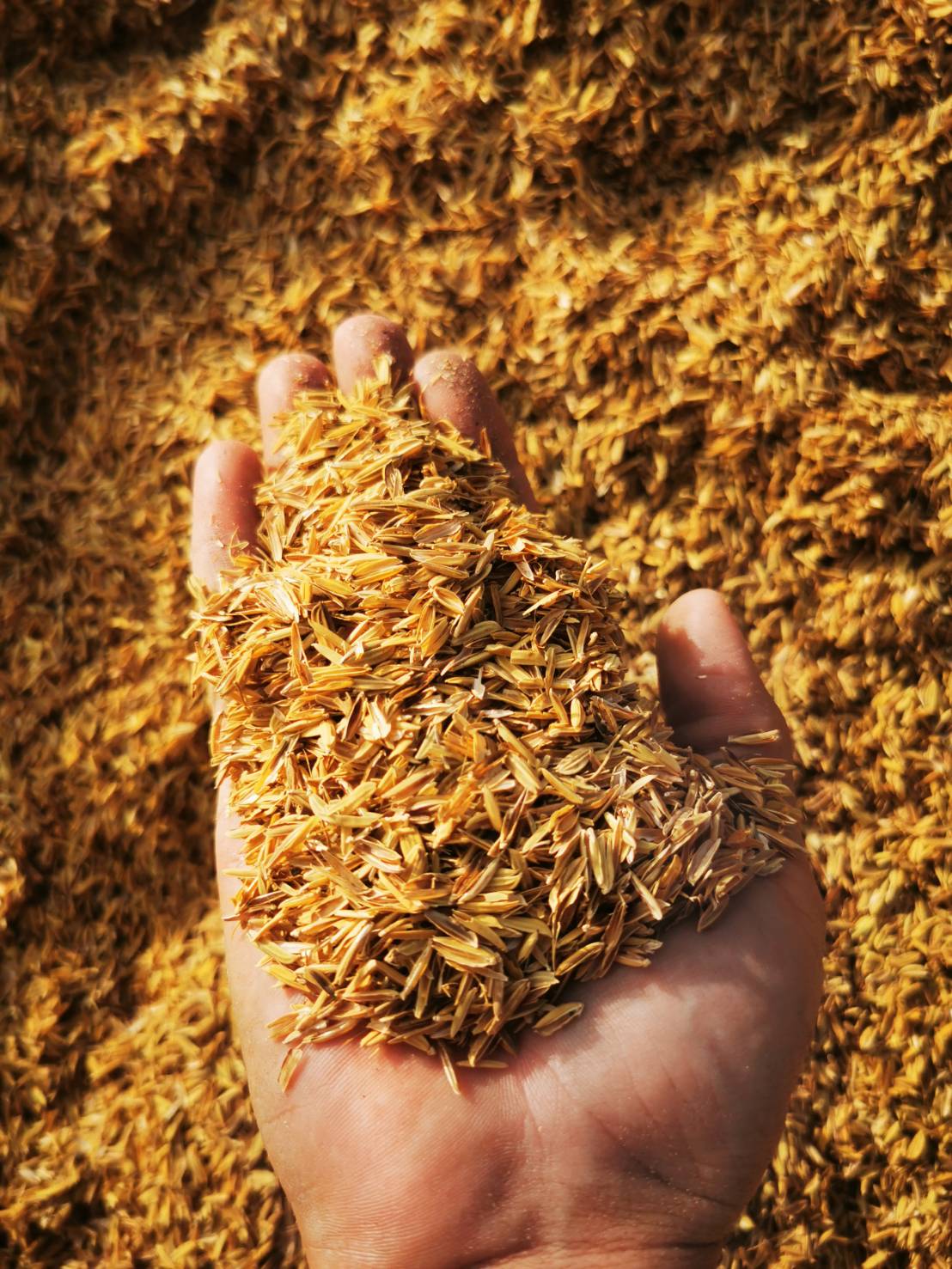 Agricultural rice husks collected as organic waste input