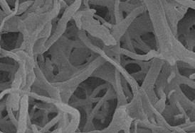 Microscopic view of chitin and glucan structures in fungal cell walls