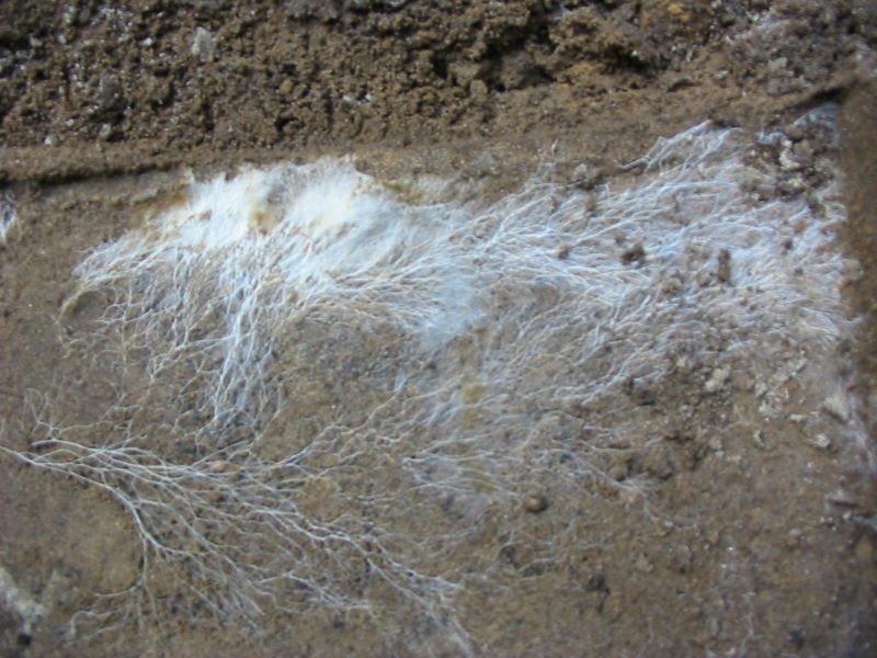 Mycelium network spreading through organic substrate